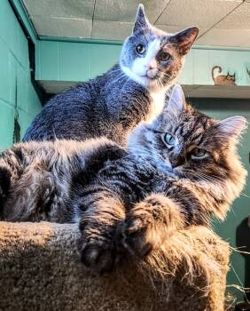 Rescue Domestic Short Hair Cats for Adoption in Minneapolis, Minnesota - Darling Dixie / Mister FIV+ | PetCurious