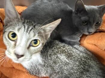 Graphite Grey -  Domestic Short Hair Cat for Adoption in Chandler, Arizona - Graphite Grey | PetCurious
