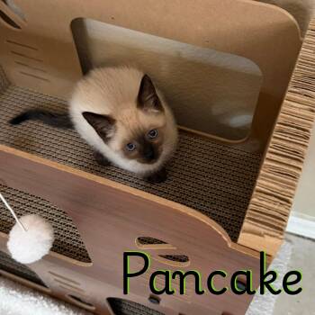 Siamese Cats Available for Adoption in Glendale, Arizona - Pancake | PetCurious