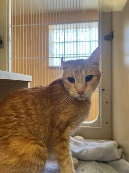 HEATHCLIFF -  Domestic Short Hair Cat for Adoption in Thousand Palms, California - HEATHCLIFF | PetCurious