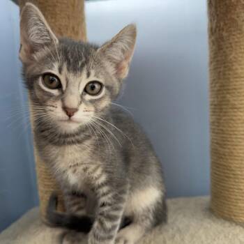 Rosalia -  Domestic Short Hair Cat for Adoption in San Pablo, California - Rosalia | PetCurious
