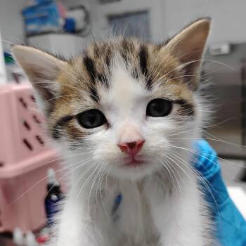 Romeo @ PetSmart in Azalea Square -  Domestic Short Hair Cat for Adoption in Summerville, South Carolina - Romeo @ PetSmart In Azalea Square | PetCurious