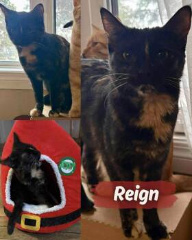 Tortoiseshell Cats Available for Adoption - Reign | PetCurious
