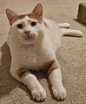 Ziko -  Domestic Short Hair Cat for Adoption in Pittsburgh, Pennsylvania - Ziko | PetCurious