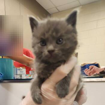Molly -  Domestic Short Hair Cat for Adoption in Asheville, North Carolina - Molly | PetCurious