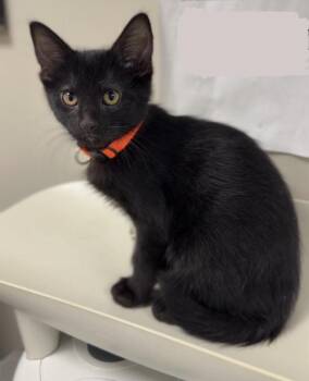 Alexander -  Domestic Short Hair Cat for Adoption in Bemidji, Minnesota - Alexander | PetCurious