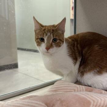 Goldilocks -  Domestic Short Hair Cat for Adoption in Rifle, Colorado - Goldilocks | PetCurious