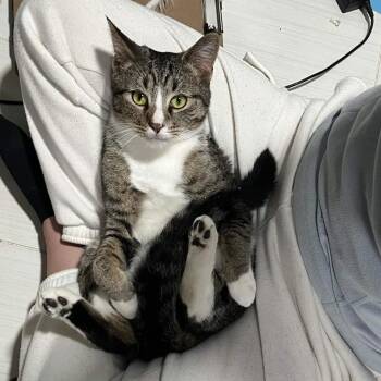 Peso Pluma -  Domestic Short Hair Cat for Adoption in Florham Park, New Jersey - Peso Pluma | PetCurious