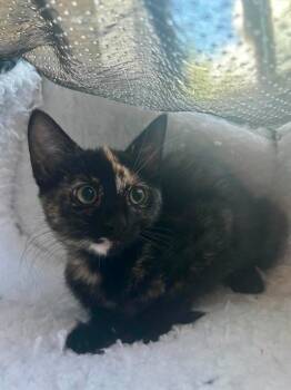 Havarti -  Domestic Short Hair Cat for Adoption in Tucson, Arizona - Havarti | PetCurious