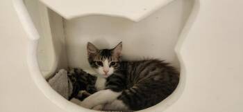 Kitten 27746 (Jasper) -  Maine Coon Cat for Adoption in Parlier, California - Kitten 27746 (Jasper) | PetCurious