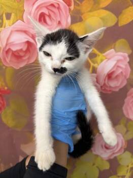 MIGUEL -  Domestic Short Hair Cat for Adoption in San Bernardino, California - MIGUEL | PetCurious
