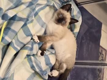 Reyn -  Snowshoe Cat for Adoption in Davis, California - Reyn | PetCurious