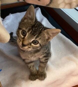 Rescue Domestic Short Hair Cats for Adoption in Milpitas, California - Raul | PetCurious