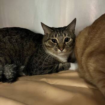 Rescue Domestic Short Hair Cats for Adoption in Chattanooga, Tennessee - Lemonhead | PetCurious