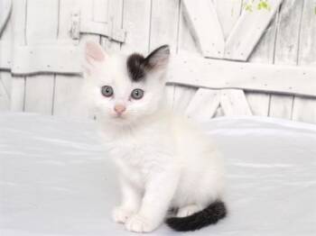 GYPSIE -  Domestic Medium Hair and Domestic Short Hair Cat for Adoption in Oroville, California - GYPSIE | PetCurious
