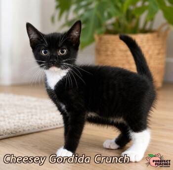 Cheesey Gordida Crunch -  Domestic Short Hair Cat for Adoption in Douglasville, Georgia - Cheesey Gordida Crunch | PetCurious
