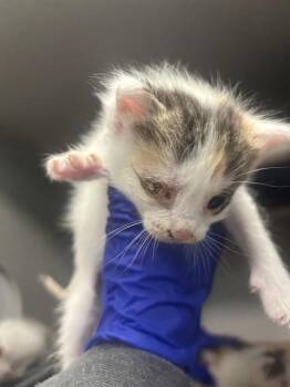 Domestic Short Hair Cats Available for Adoption in Dallas, Texas - SANJI | PetCurious