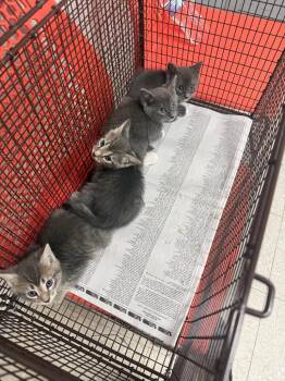 26-1200C -  Domestic Medium Hair Cat for Adoption in Sorrento, Louisiana - 26-1200C | PetCurious