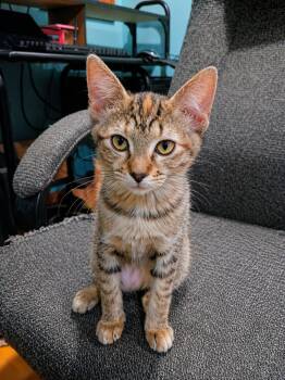 Domestic Short Hair Cats Available for Adoption in Farmington, Minnesota - Josephine | PetCurious