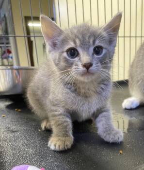 Rescue Domestic Short Hair Cats for Adoption in Portland, Indiana - Rayne | PetCurious