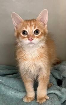 Chase -  Domestic Long Hair Cat for Adoption in Genoa, Illinois - Chase | PetCurious