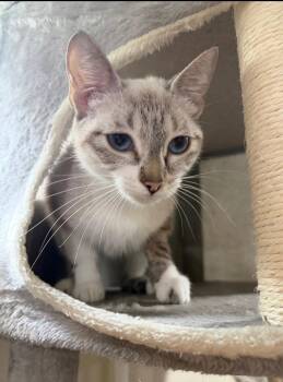 Cinderella -  Siamese and Domestic Short Hair Cat for Adoption in Harrisburg, Pennsylvania - Cinderella | PetCurious