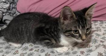 Butterbean -  Domestic Short Hair Cat for Adoption in Kettering, Ohio - Butterbean | PetCurious