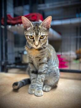 Clary -  Domestic Short Hair Cat for Adoption in Hampton, Virginia - Clary | PetCurious