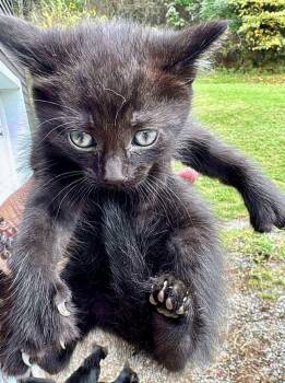 Rescue Extra Toes Cat Hemingway Polydactyl and Domestic Short Hair Cats for Adoption in Franklin, West Virginia - Kit 2 | PetCurious