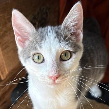 Deacon Hudson -  Domestic Short Hair Cat for Adoption in Merrifield, Virginia - Deacon Hudson | PetCurious