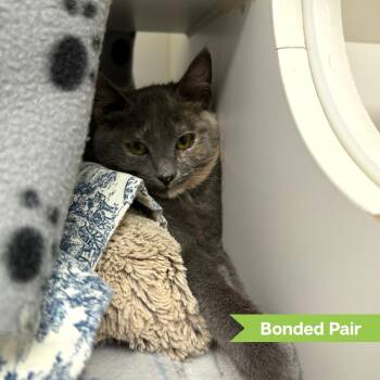 Fena (bonded with Bryina) -  Domestic Short Hair Cat for Adoption in Reisterstown, Maryland - Fena (bonded With Bryina) | PetCurious