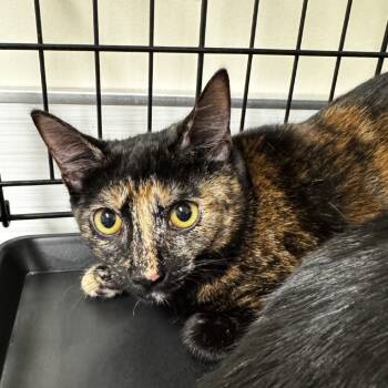 Rescue Domestic Short Hair Cats for Adoption - Cherry | PetCurious