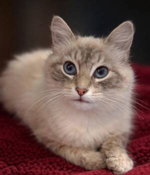 Siamese and Domestic Long Hair Cats Available for Adoption - Lucille Napa | PetCurious