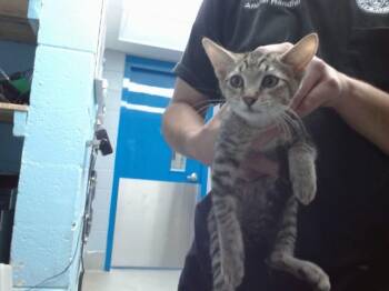 ROMULAN -  Domestic Short Hair Cat for Adoption in Albuquerque, New Mexico - ROMULAN | PetCurious