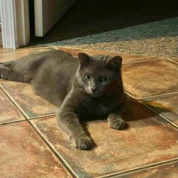 Smokey (Courtesy Post) -  Domestic Short Hair Cat for Adoption in Vine Grove, Kentucky - Smokey (Courtesy Post) | PetCurious