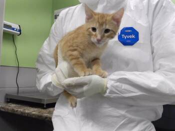 Rescue Domestic Short Hair Cats for Adoption in Omaha, Nebraska - HARRIS | PetCurious