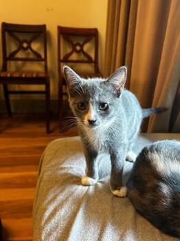 Tomacita in foster -  Domestic Short Hair Cat for Adoption in Danielsville, Georgia - Tomacita In Foster | PetCurious