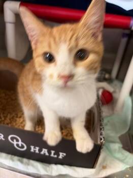 Kissy Face -  Domestic Short Hair Cat for Adoption in Cincinnati, Ohio - Kissy Face | PetCurious