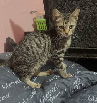 Micky -  Domestic Short Hair Cat for Adoption in Hudson, New Hampshire - Micky | PetCurious