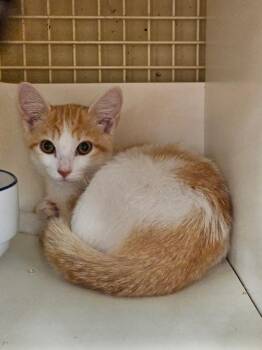 Buttercup & Shadow -  Domestic Short Hair Cat for Adoption in Seaford, Delaware - Buttercup & Shadow | PetCurious