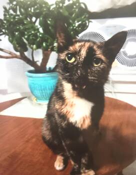 Orphan Annie -  Domestic Short Hair Cat for Adoption in Buffalo, New York - Orphan Annie | PetCurious