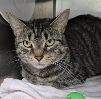 KIWI -  Domestic Short Hair Cat for Adoption in Vaughan, Ontario - KIWI | PetCurious