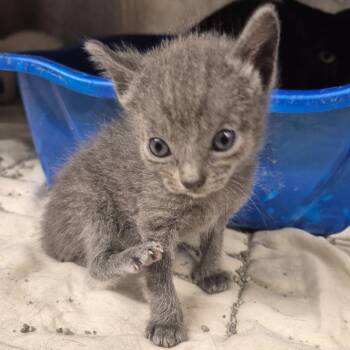 Tempest (rose collar) -  Domestic Short Hair Cat for Adoption in Kingman, Kansas - Tempest (rose Collar) | PetCurious