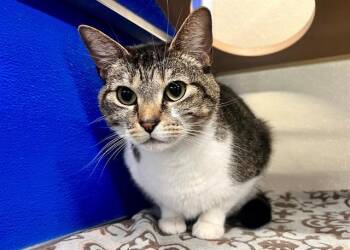ZELDA -  Domestic Short Hair Cat for Adoption in Norfolk, Virginia - ZELDA | PetCurious