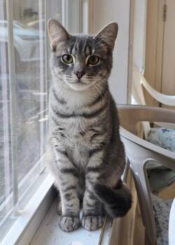 Rescue Domestic Short Hair Cats for Adoption in Westbrook, Connecticut - Bubbles | PetCurious