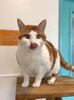 Domestic Short Hair Cats Available for Adoption in Chicago, Illinois - Manatee | PetCurious