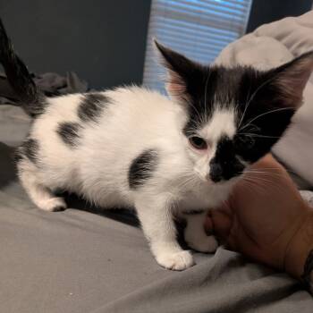 Rescue Domestic Short Hair Cats for Adoption in San Antonio, Texas - Morticia | PetCurious