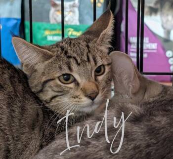 Indy -  Domestic Short Hair Cat for Adoption in Monrovia, California - Indy | PetCurious