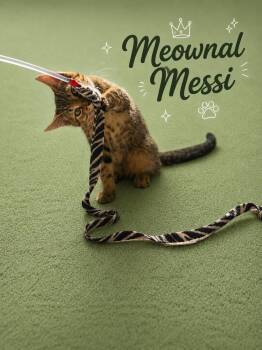 Meownal Messi (FCID# 07/16/26-45 Middletown event) -  Tabby Cat for Adoption in Greenville, Delaware - Meownal Messi (FCID# 07/16/26-45 Middletown Event) | PetCurious
