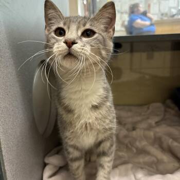 Rescue Domestic Short Hair Cats for Adoption in Waterloo, Iowa - Marcos | PetCurious